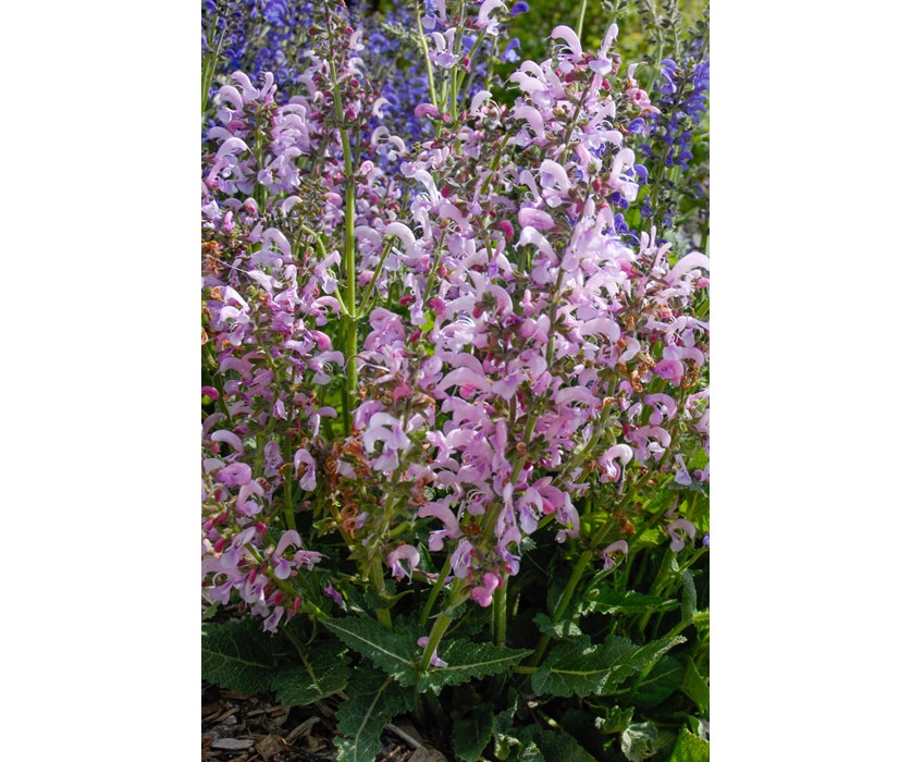 Pink Meadow Clary Sage